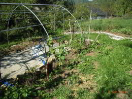 Tomaten und Grünkohl nach 6 Wochen